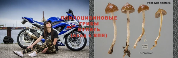 шишки Покачи