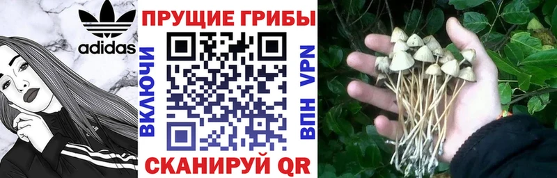 KRAKEN онион  купить   Юрюзань  Галлюциногенные грибы Cubensis 